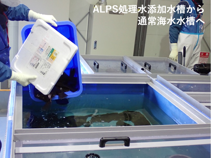 ヒラメのOBTの排出試験開始