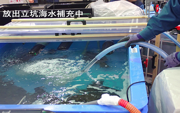 環境中へ放出された水を使用した飼育開始①