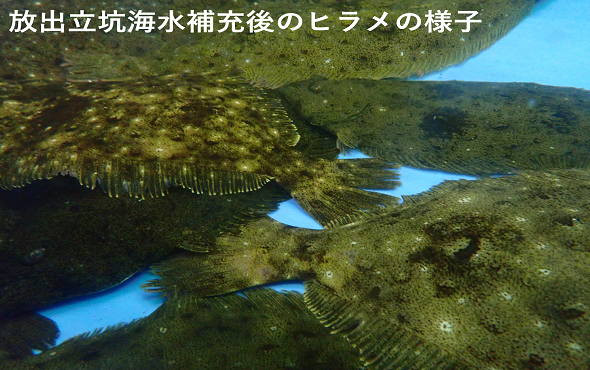 環境中へ放出された水を使用した飼育開始②