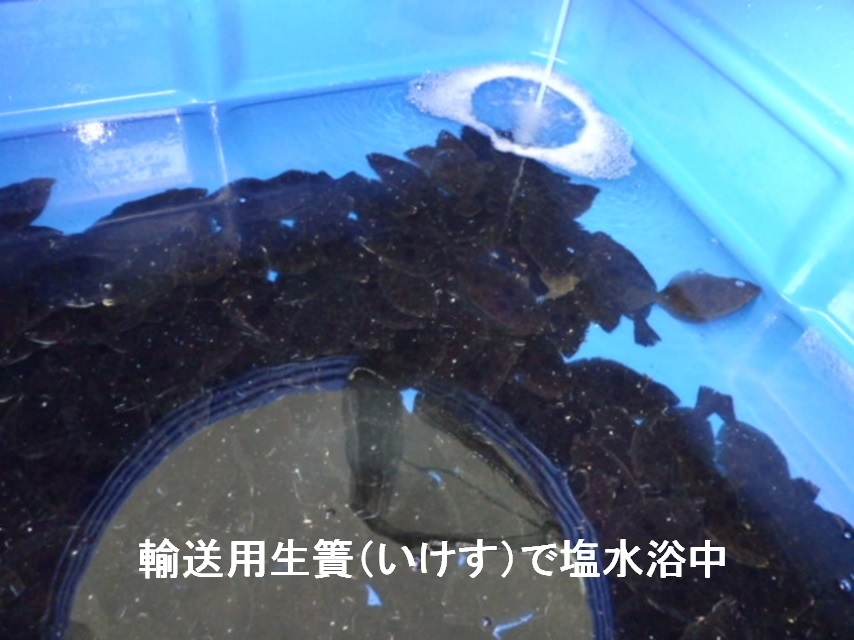 輸送用生簀（いけす）で塩水浴中