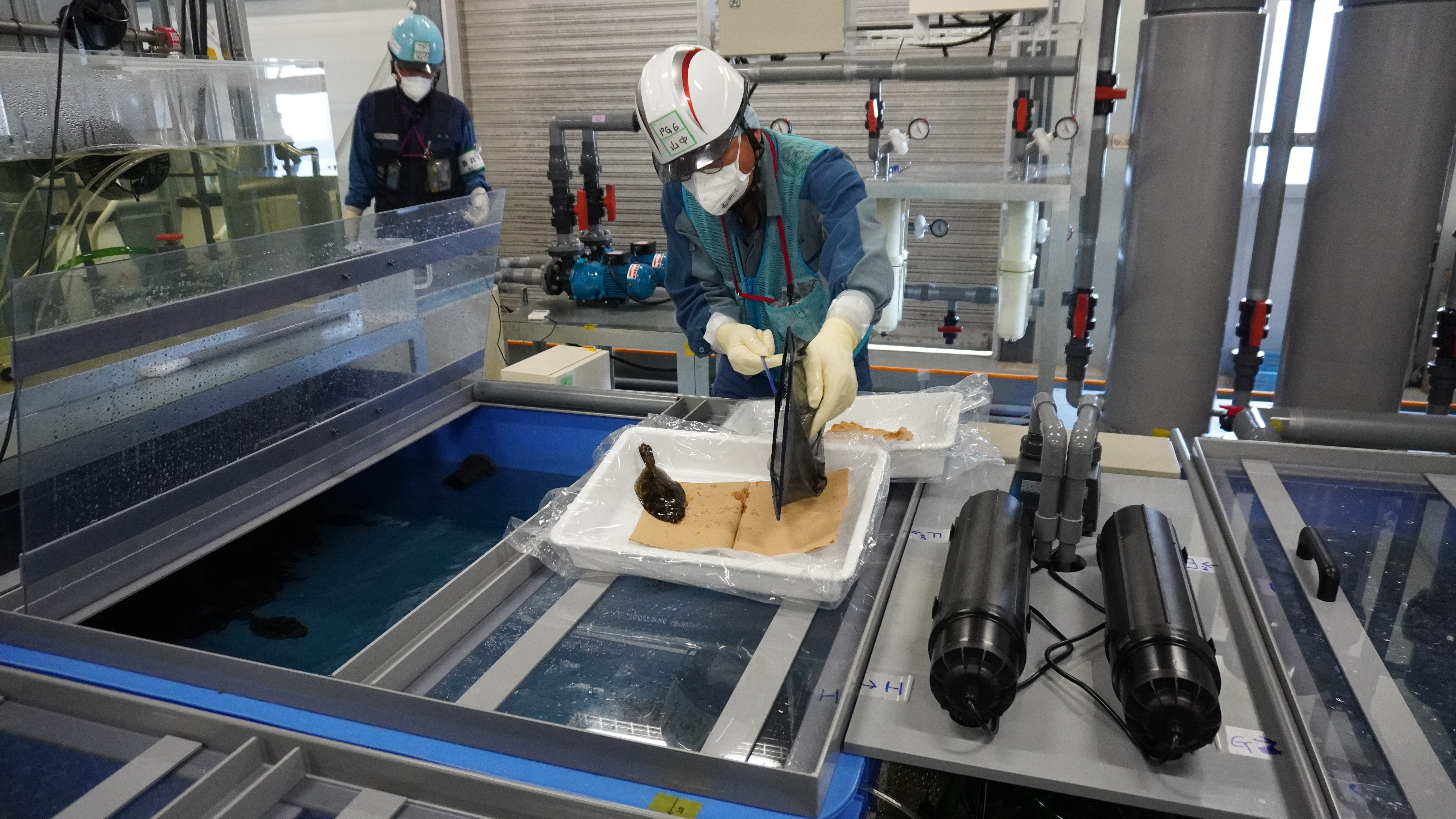 ヒラメの飼育試験開始1