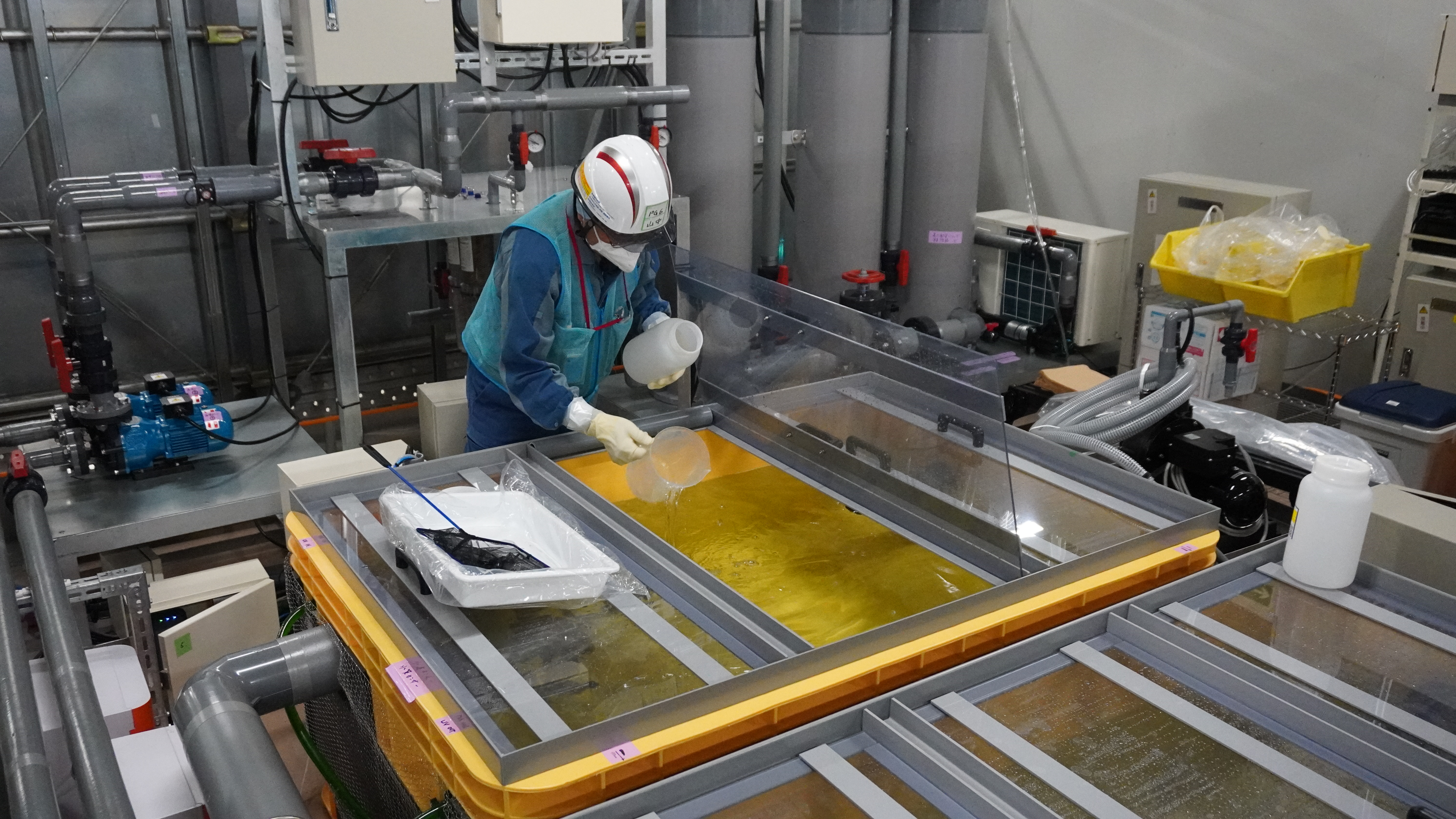 ヒラメの飼育試験開始2