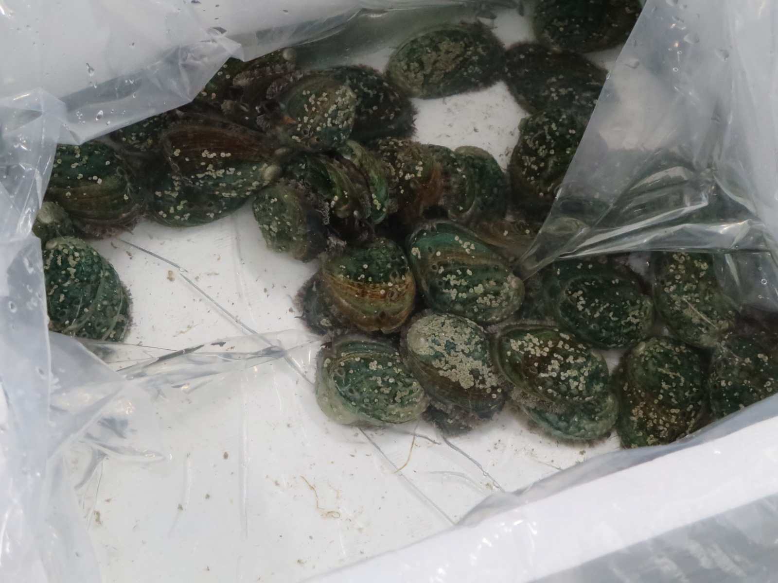 アワビの飼育試験開始1