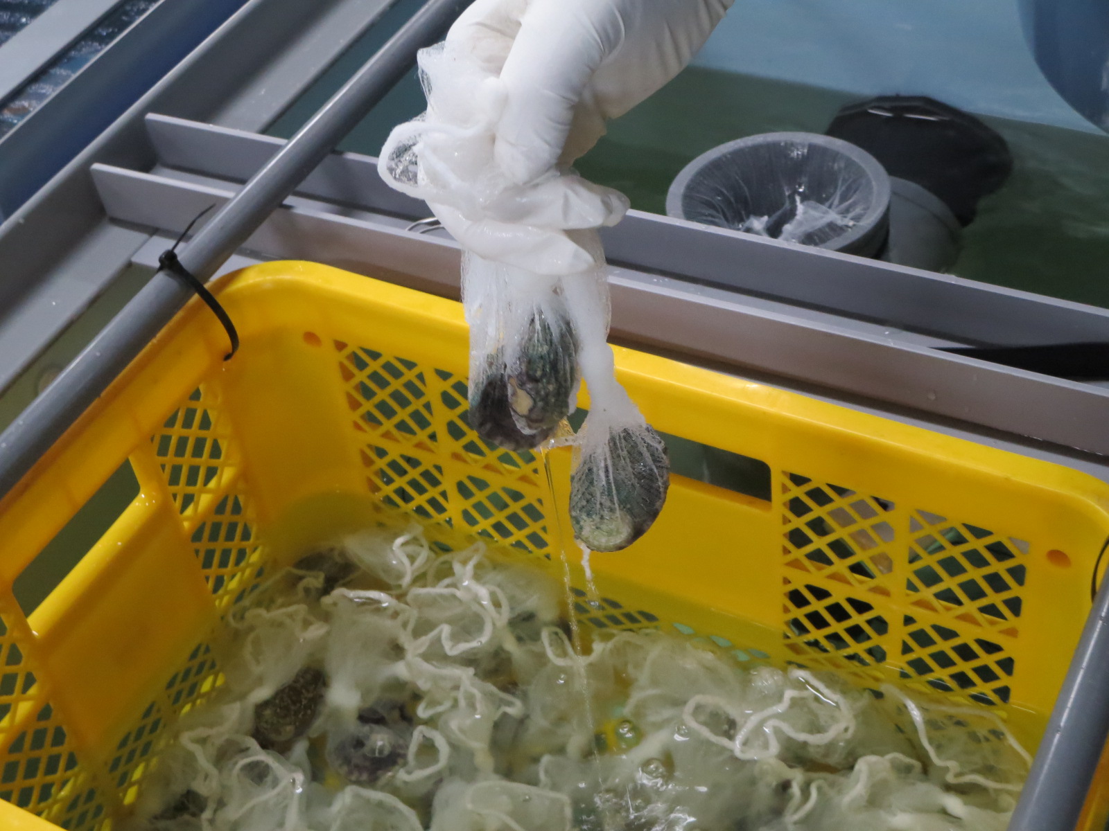 アワビの飼育試験開始2
