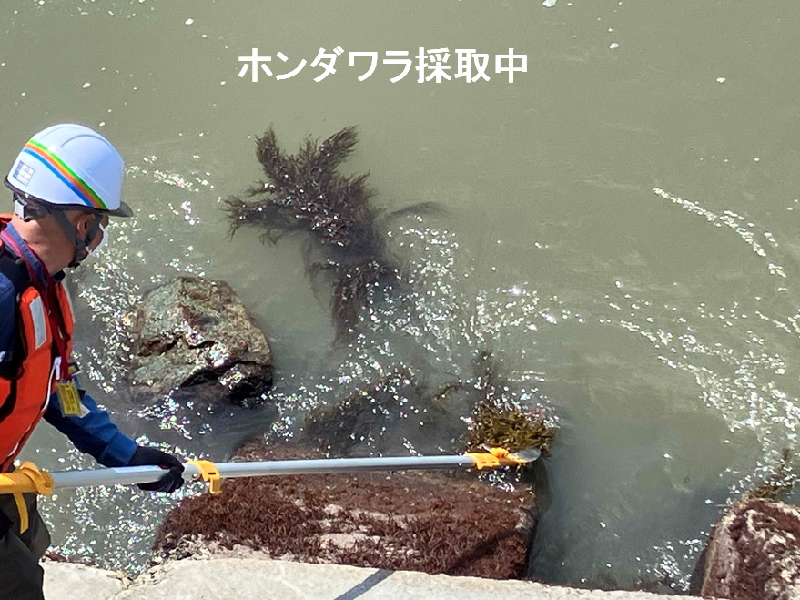 ホンダワラ採取中