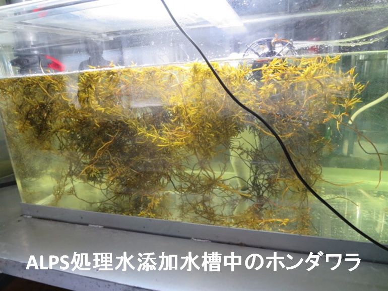 ALPS処理水添加水槽中のホンダワラ