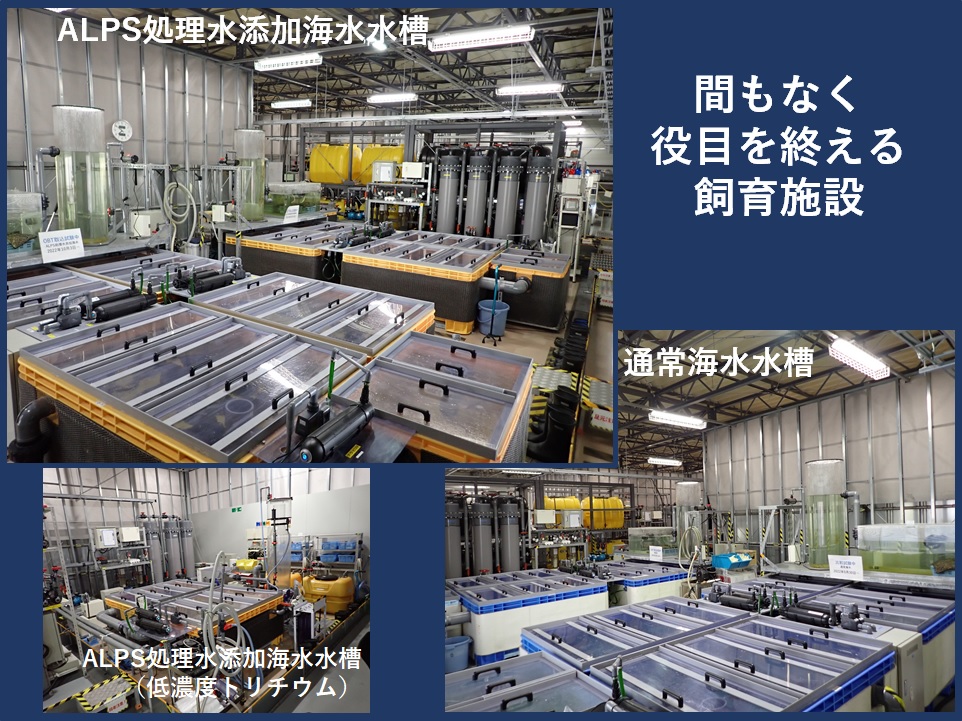 海洋生物の飼育試験 終了