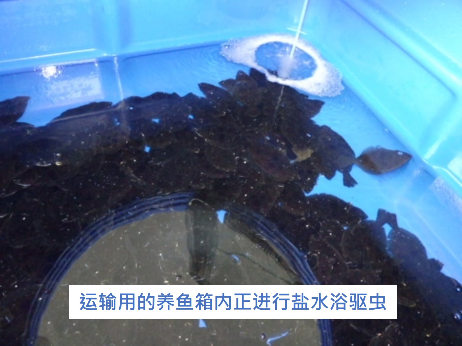 开始使用养殖试验专用水箱进行适应性养殖