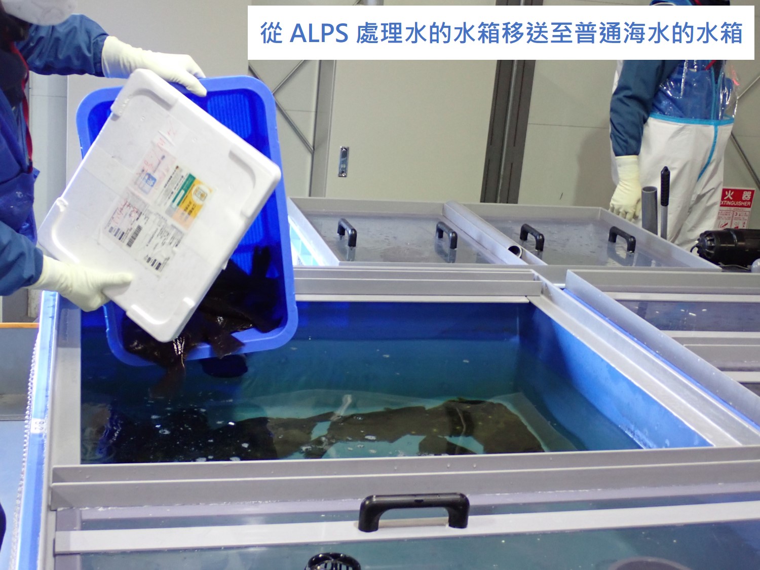 開始比目魚的OBT排出測試
