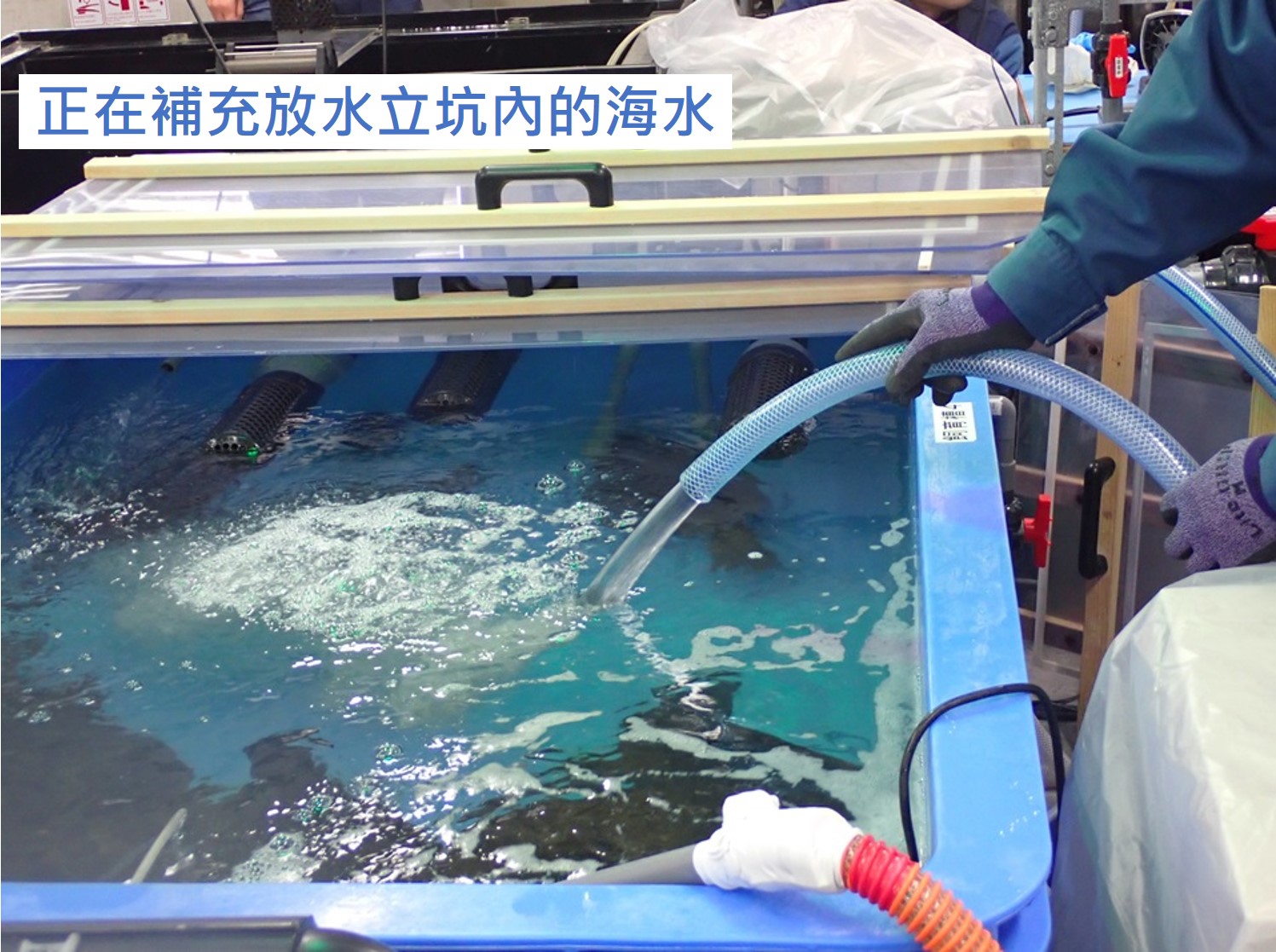 開始使用排釋放至環境的水進行比目魚及鮑魚養殖