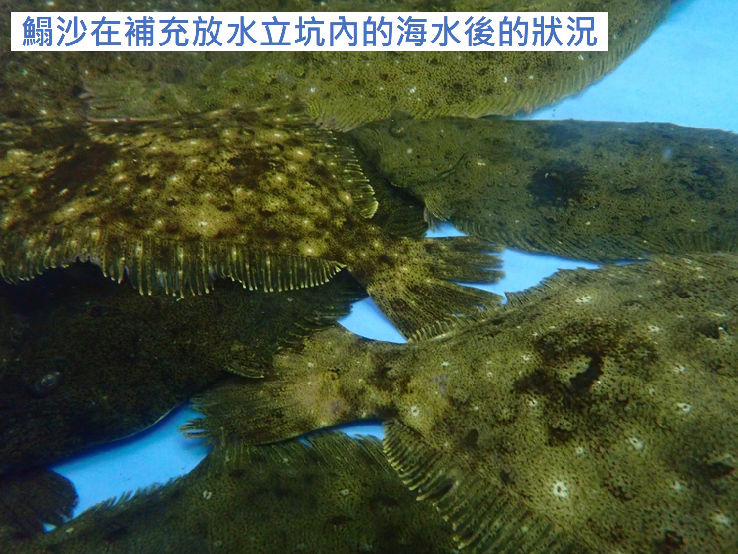 開始使用排釋放至環境的水進行比目魚及鮑魚養殖