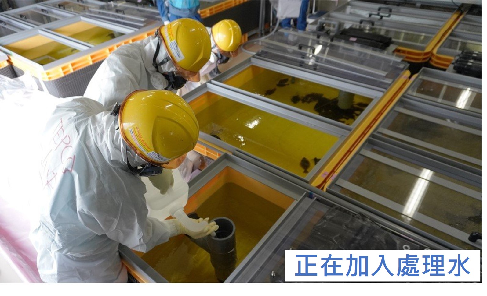 於測試用水槽中加入ALPS處理水