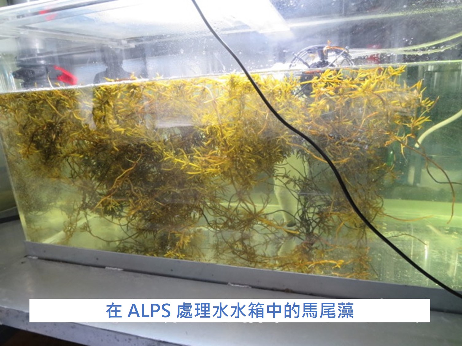 開始海藻（馬尾藻）養殖實驗