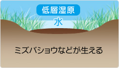 低層湿原：ミズバショウなどが生える