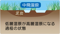 中層（中間）湿原：低層湿原が高層湿原になる過程の状態