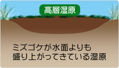 高層湿原：ミズゴケが水面よりも盛り上がってきている湿原