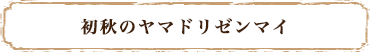 初秋のヤマドリゼンマイ