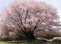 【天王桜】