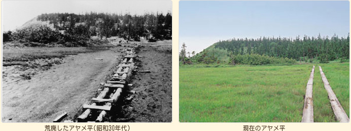 荒廃したアヤメ平（昭和30年代）と現在のアヤメ平