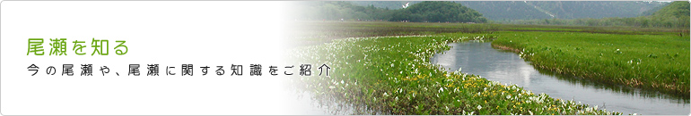 尾瀬を知る 今の尾瀬や、尾瀬に関する知識をご紹介