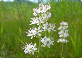 イワショウブ（岩菖蒲）ユリ科チシマゼキショウ属