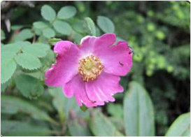 タカネバラ（高嶺薔薇）バラ科バラ属